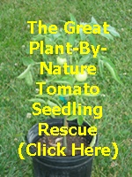 tomato seedling rescue story